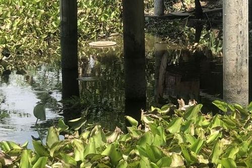 Dùng điện sinh hoạt chích cá dưới ao, người đàn ông tử vong