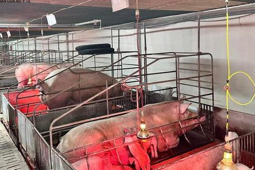 Giá lợn hơi 'chạm đáy', người chăn nuôi khóc ròng