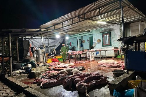 Phát hiện cơ sở giết mổ hơn 1 tấn lợn đã chết