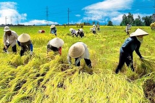 Bảo hiểm chỉ số thời tiết cho nông nghiệp
