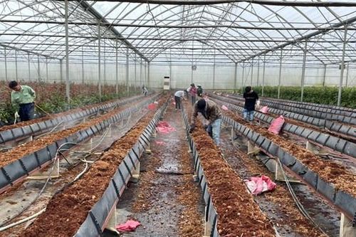 Khi nông nghiệp gắn với đô thị