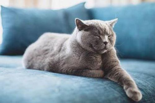 Cách bảo vệ ghế sofa khi nhà nuôi 'thú cưng'