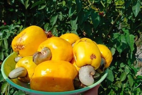 Bình Phước: Để trái điều thật sự là 'trái điều vàng'