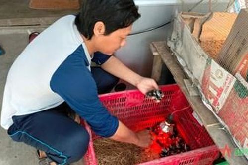 Hiệu quả mô hình nuôi le le của anh Phan Văn Sơn