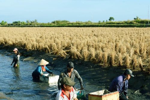 Tìm giải pháp gỡ 'nút thắt' mô hình sản xuất lúa tôm