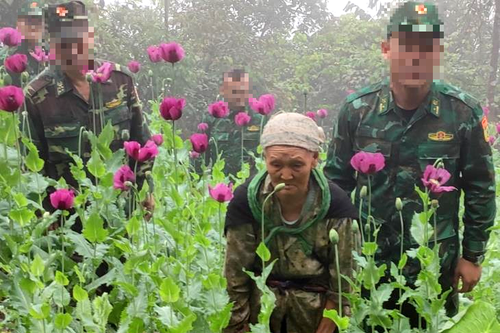 Khởi tố vụ án hình sự về hành vi trồng cây thuốc phiện