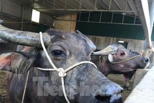 Đến chợ trâu bò lớn nhất Bắc Trung Bộ xem nườm nượp kẻ bán người mua 'tuyển hàng'