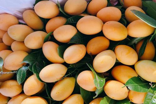 Từ mức cao chót vót, thanh trà Thái có giá rẻ như rau