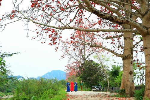 Hoa gạo nở đỏ rực giữa lòng TP Thanh Hóa, chị em mê mẩn 'check in'