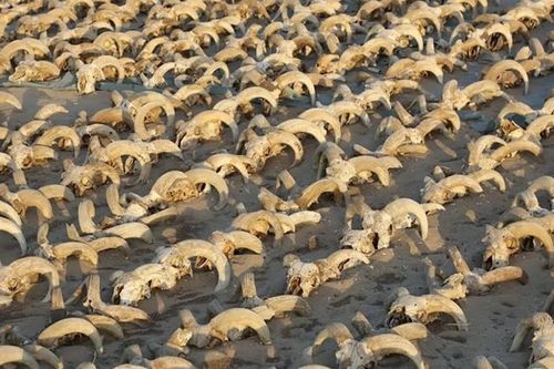 Hàng nghìn xác ướp động vật cổ đại được tìm thấy ở Ai Cập