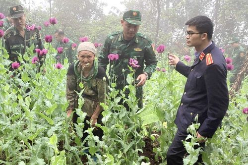 Cao Bằng: Khởi tố vụ án trồng 600 cây thuốc phiện ở xã Cần Nông