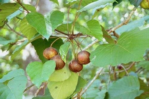 19 người bị ngộ độc sau khi ăn hạt cây trẩu