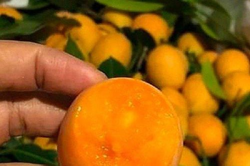 Tắc ruột sau 5 ngày ăn quả thanh trà