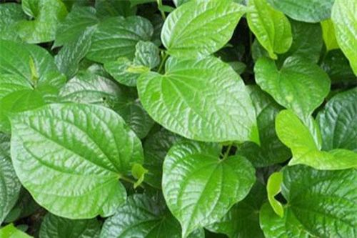 3 loại bệnh chỉ cần dùng lá lốt là chữa khỏi