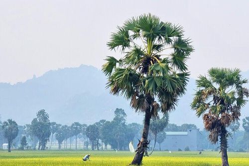 Bảy Núi mùa vắng những cơn mưa