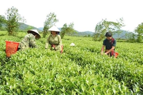 Chè búp Hương Sơn được mùa, được giá