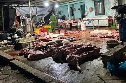 Thu mua hơn 1 tấn lợn chết về xẻ thị đem bán