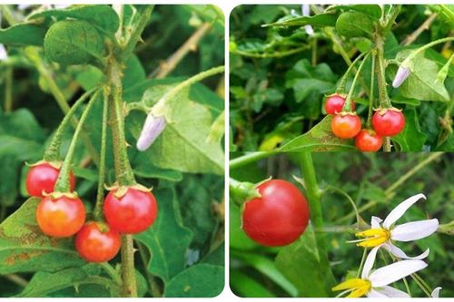 Cà gai leo có tác dụng gì?