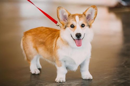 Có được nuôi, thả chó, mèo ở chung cư không?