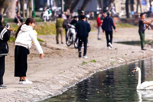 12 con thiên nga đầu tiên được Hà Nội thí điểm nuôi ở hồ Thiền Quang giờ ra sao?