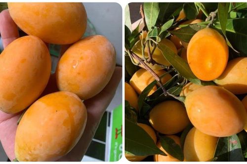 Thanh trà - loại quả thơm lừng vàng óng đang vào mùa tốt ngang thuốc bổ