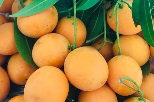 Nhập việc cấp cứu do ăn thanh trà sai cách, chuyên gia khuyến cáo cần tránh sai lầm này khi ăn