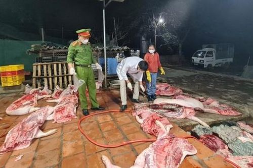 Bắc Giang: Thu mua hơn 1 tấn lợn chết về mổ để mang bán