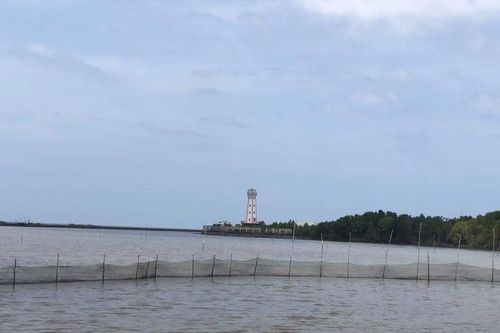 Vụ bao chiếm đất rừng phòng hộ ở Cà Mau để nuôi sò huyết: Buộc trả lại hiện trạng ban đầu