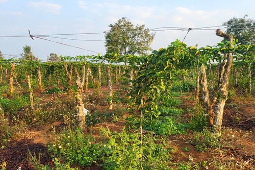 Giảm nghèo, phát triển kinh tế nhờ chuyển đổi cơ cấu cây trồng
