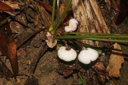 Đặt bẫy ảnh vô tình phát hiện ra loài tỏi rừng mới của thế giới