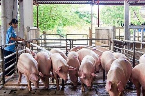 TP.HCM cấm giết mổ heo thủ công từ 1/4, kiểm soát heo từ các tỉnh