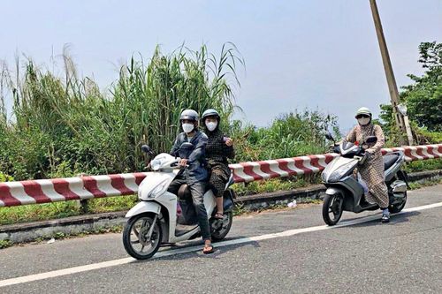 Cò đứng dọc đường lên bán đảo Sơn Trà lôi kéo khách lặn ngắm san hô