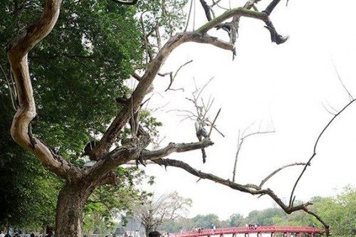 'Khối vàng lộ thiên' chết khô, nằm phơi nắng mưa bên Hồ Hoàn Kiếm