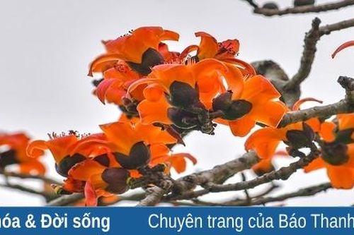 Cây gạo nghiêng