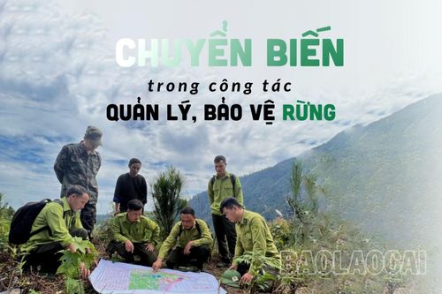 Chuyển biến trong công tác quản lý, bảo vệ rừng