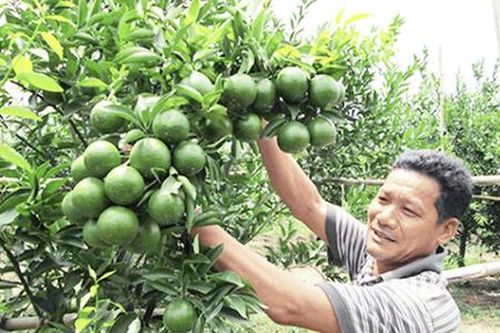 Thu tiền tỷ nhờ ứng dụng công nghệ cao để trồng quýt, nuôi thủy sản