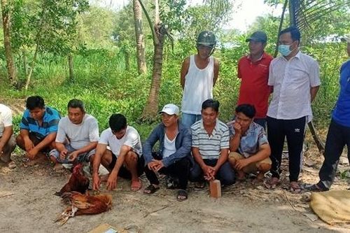 11 người tụ tập trong vườn dừa để đá gà ăn tiền
