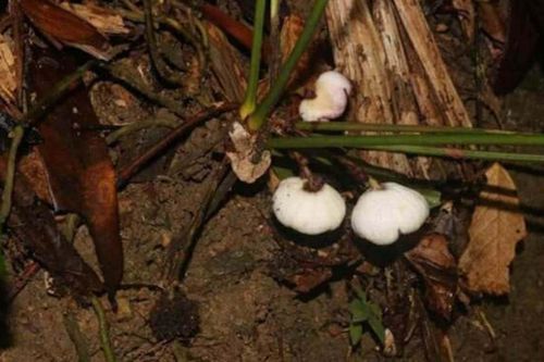 Đi đặt bẫy ảnh, phát hiện loài tỏi kỳ lạ trong khu bảo tồn ở Thừa Thiên - Huế