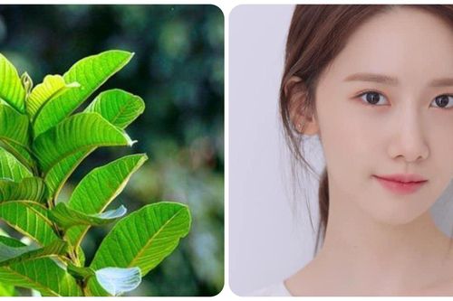 Những lợi ích kỳ diệu của lá ổi với việc làm đẹp