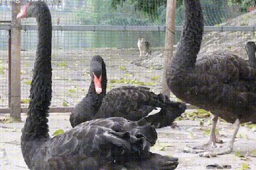 Số phận đàn thiên nga sau 5 năm thí điểm nuôi, thả ở hồ Thiền Quang giờ ra sao?