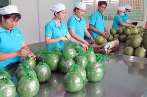 Vì sao trái cây vào Mỹ chậm lại?