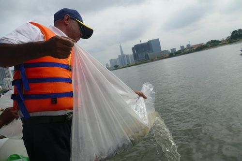 44.000 con cá lăng giống được thả xuống sông Sài Gòn
