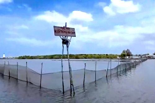 Cà Mau khôi phục hiện trạng khu vực dân bao chiếm nuôi sò trái phép