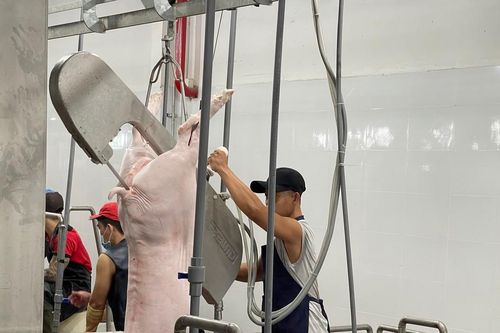 Kiểm tra đột xuất nhà máy giết mổ heo