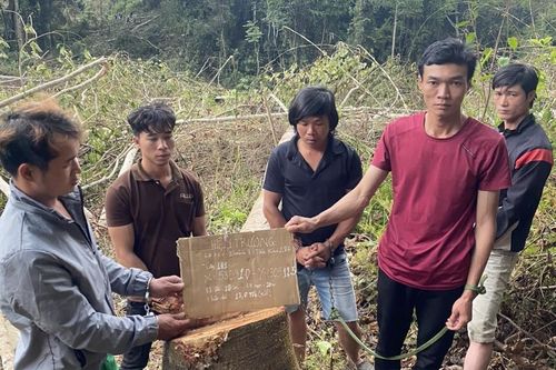 Lâm Đồng: Tạm giữ nhóm đối tượng phá rừng trái phép tại huyện Lâm Hà