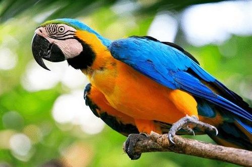 Xác định được hung thủ giết người nhờ con vẹt của nạn nhân