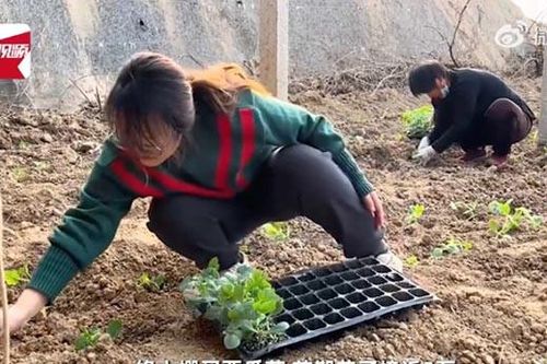 Tốt nghiệp thạc sĩ, cô gái bỏ việc lương cao về quê trồng dưa