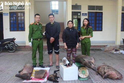 Nhiều thủ đoạn tinh vi trong buôn bán, nuôi nhốt động vật hoang dã