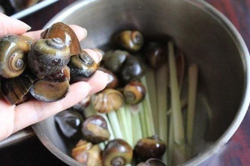 Bí quyết để có món ốc luộc sạch, ngon, không bị tanh