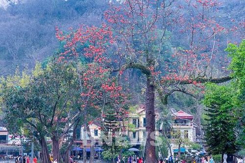 Say đắm những hình ảnh chùa Thầy mùa hoa gạo thắp lửa